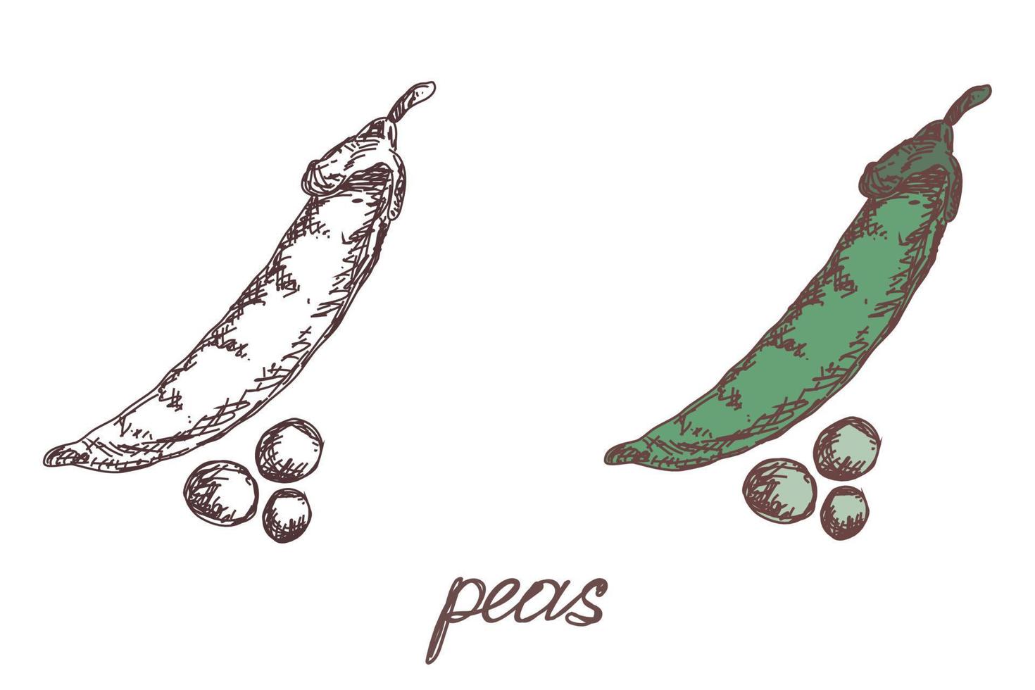 guisantes vegetales dibujados a mano ilustración vectorial dibujo realista. boceto dibujado a mano guisantes vegetales. comida ecológica vector