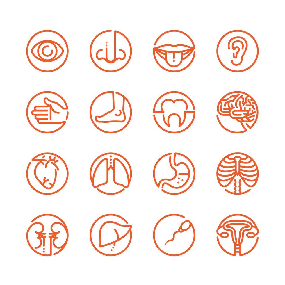 Human Anatomy icons with White Background vector