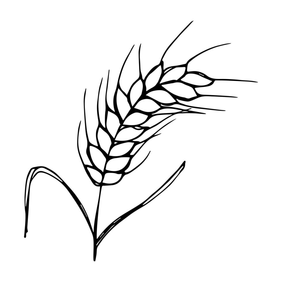 Vector hand drawn wheat doodle illustration. Cute harvest clipart. Farm market product.