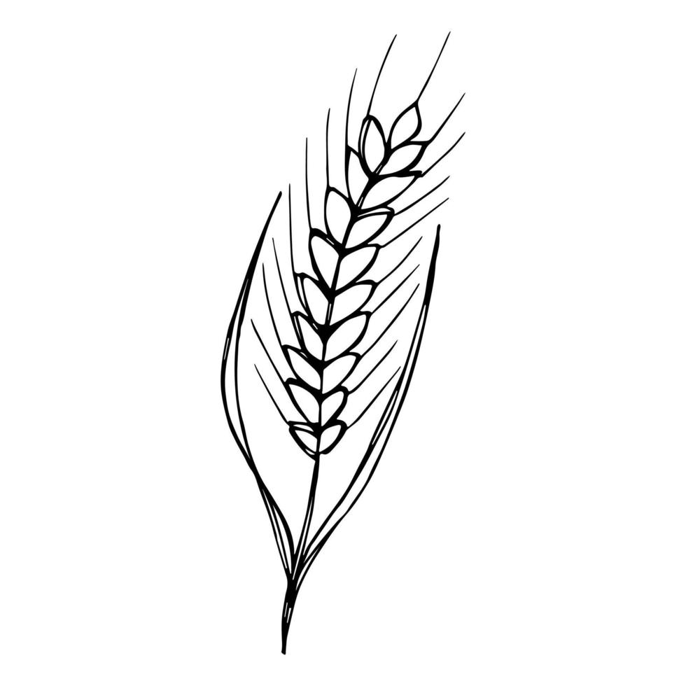 Vector hand drawn wheat doodle illustration. Cute harvest clipart. Farm market product.