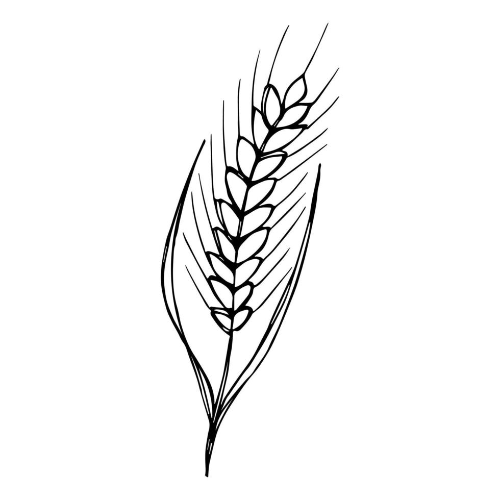 Vector hand drawn wheat doodle illustration. Cute harvest clipart. Farm market product.