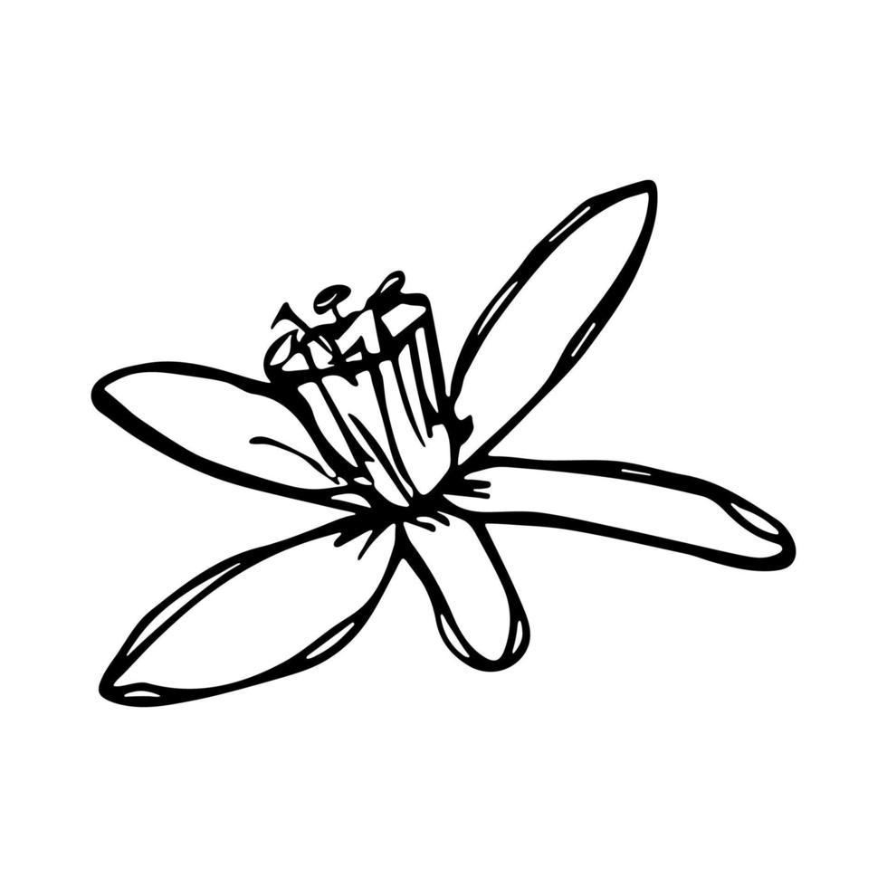 Vector lemon flower clipart. Hand drawn blossom illustration. For print, web, design, decor, logo.