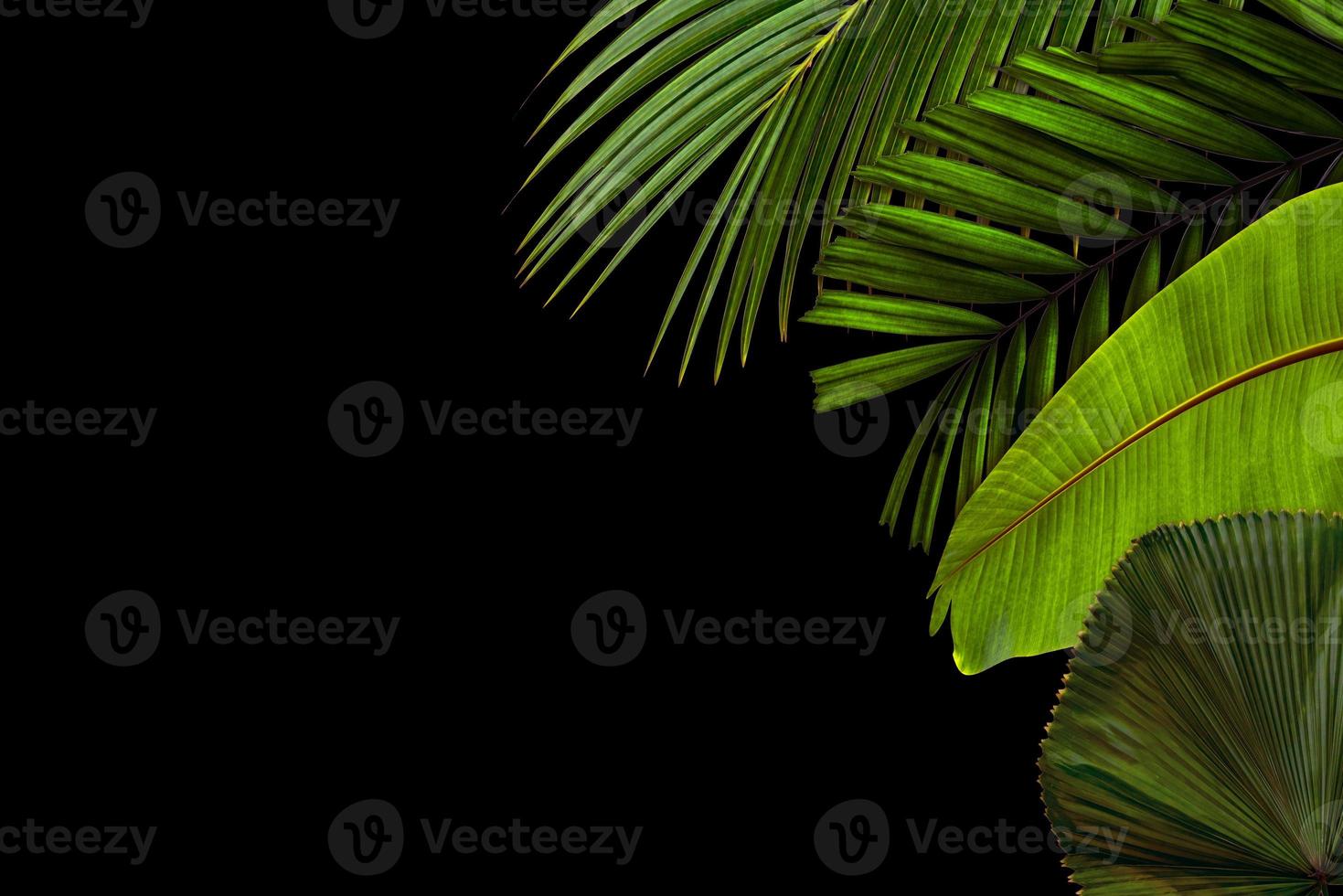 Green leaves pattern for nature concept,tropical leaf textured background with copy space photo