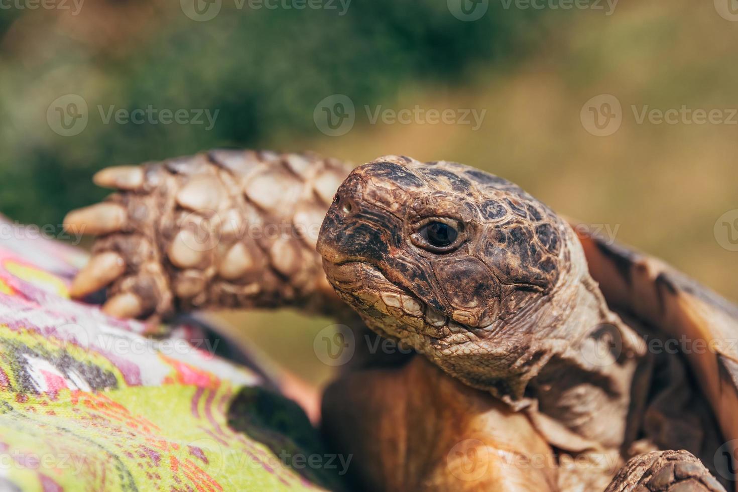 a turtle with a head in close up photo