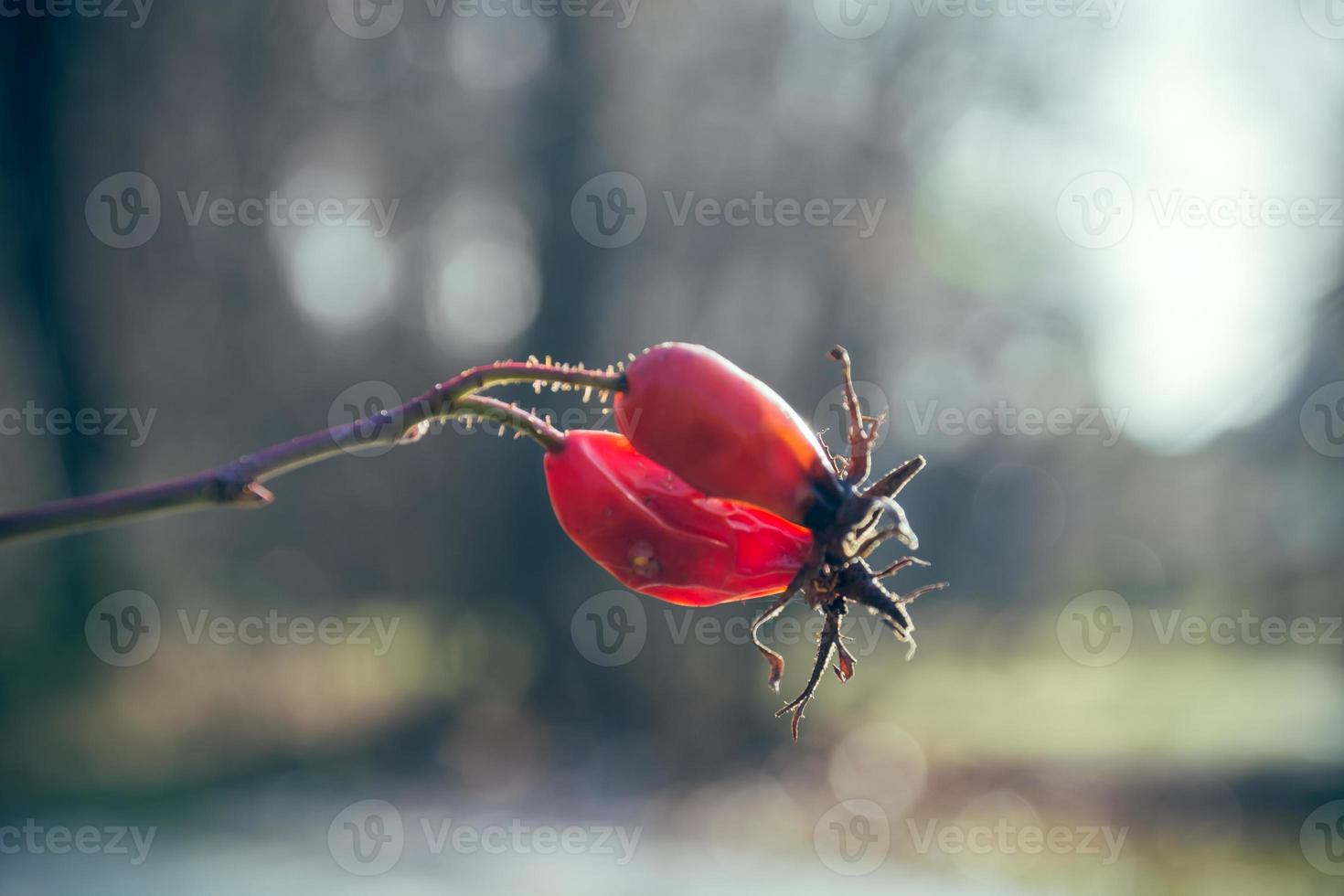 fruto de rosa mosqueta en una rama foto