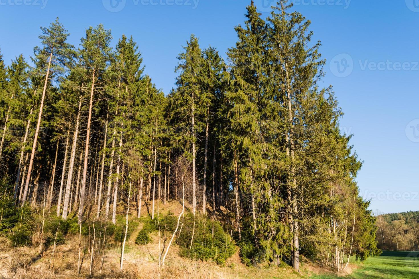 Bosque de con feras en primavera 8959144 foto de stock en vecteezy