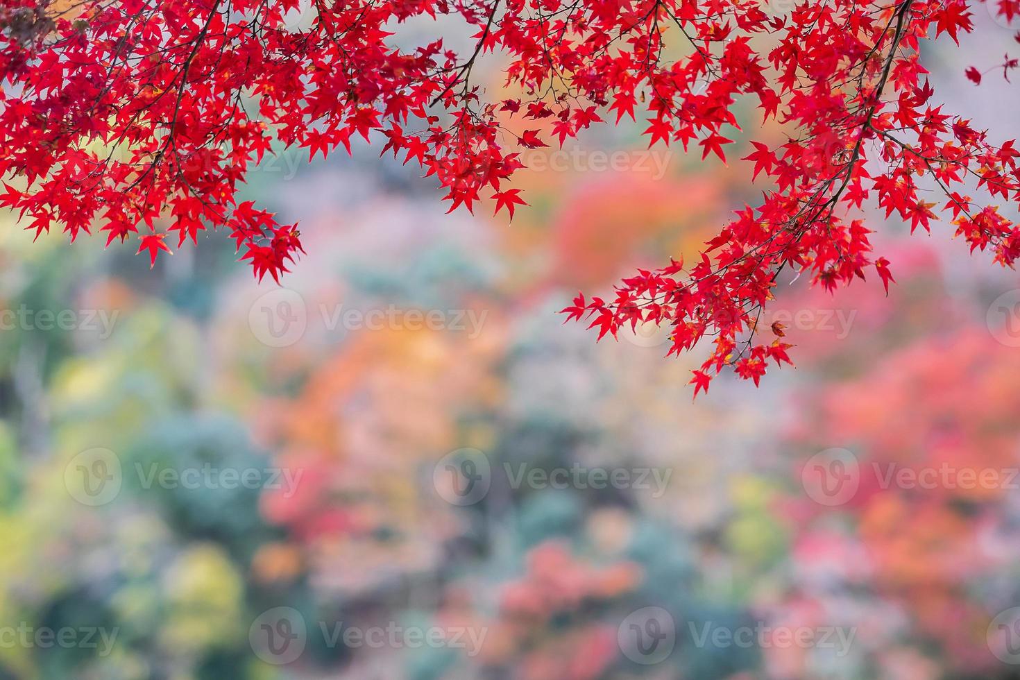 hojas de arce rojas en el jardín con espacio para copiar texto, fondo colorido natural para la temporada de otoño y concepto vibrante de follaje en caída foto