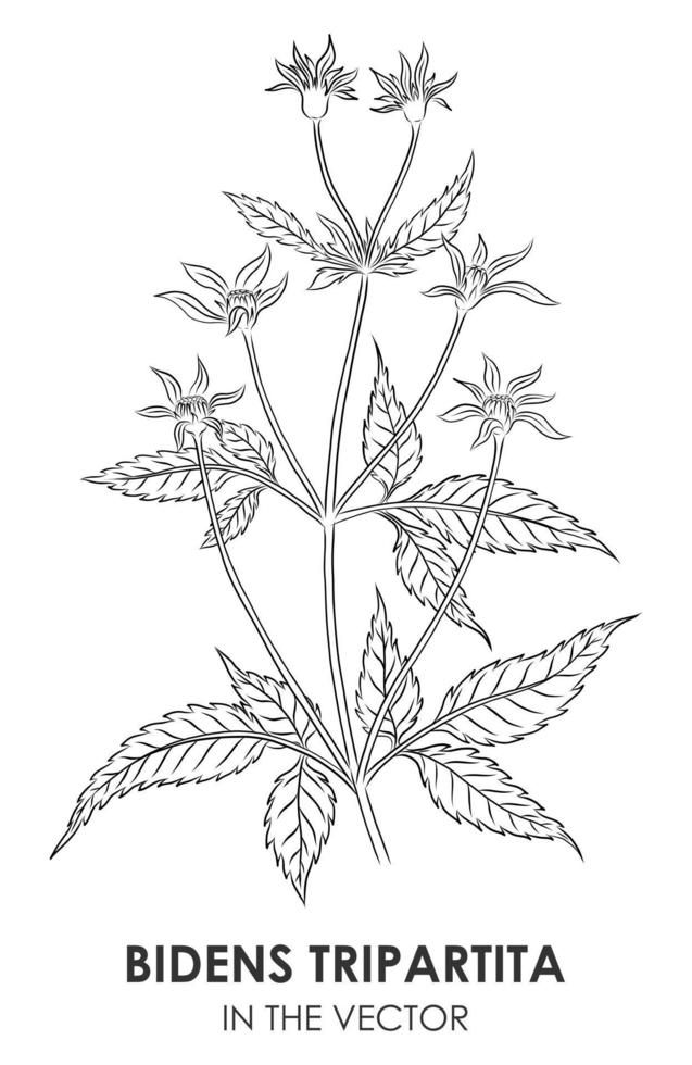 dibujo vectorial de una bidens tripartita sobre un fondo blanco vector