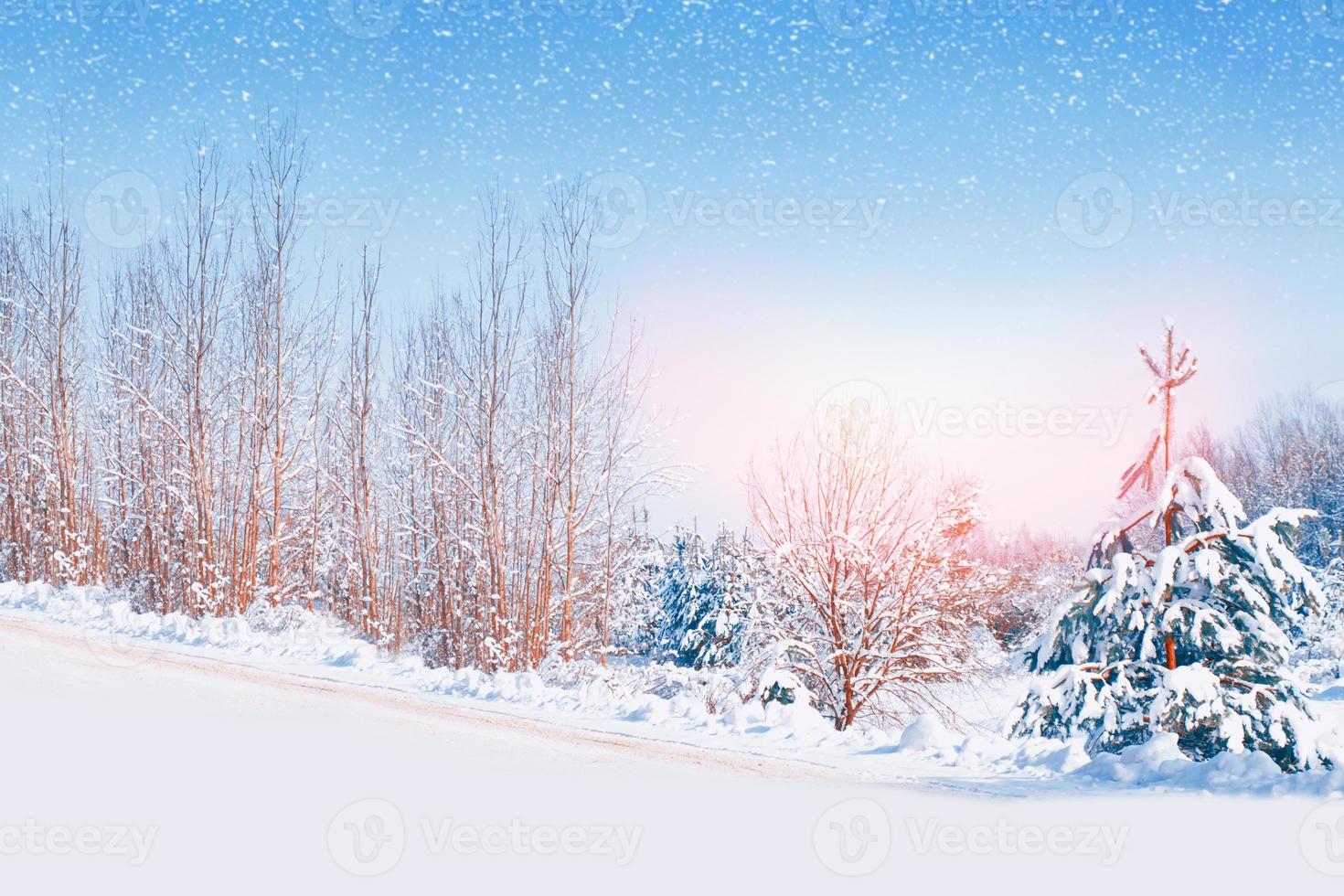 Frozen winter forest with snow covered trees. photo