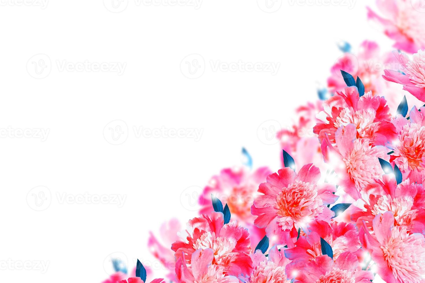 Colorful bright flower peony. nature photo