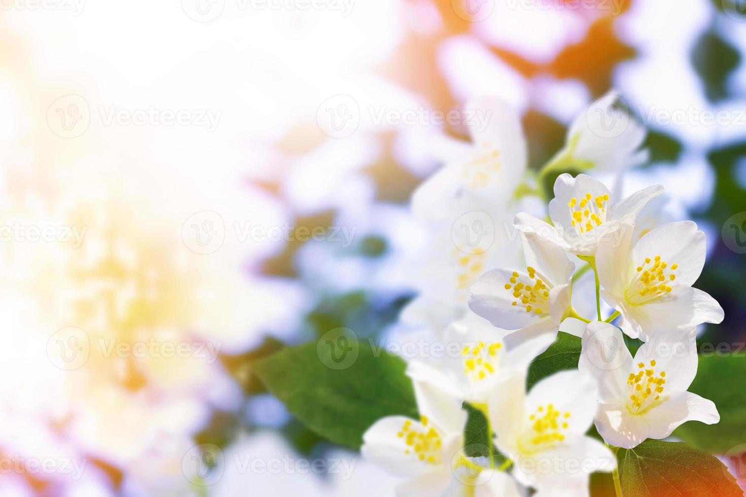 White jasmine The branch delicate spring flowers photo