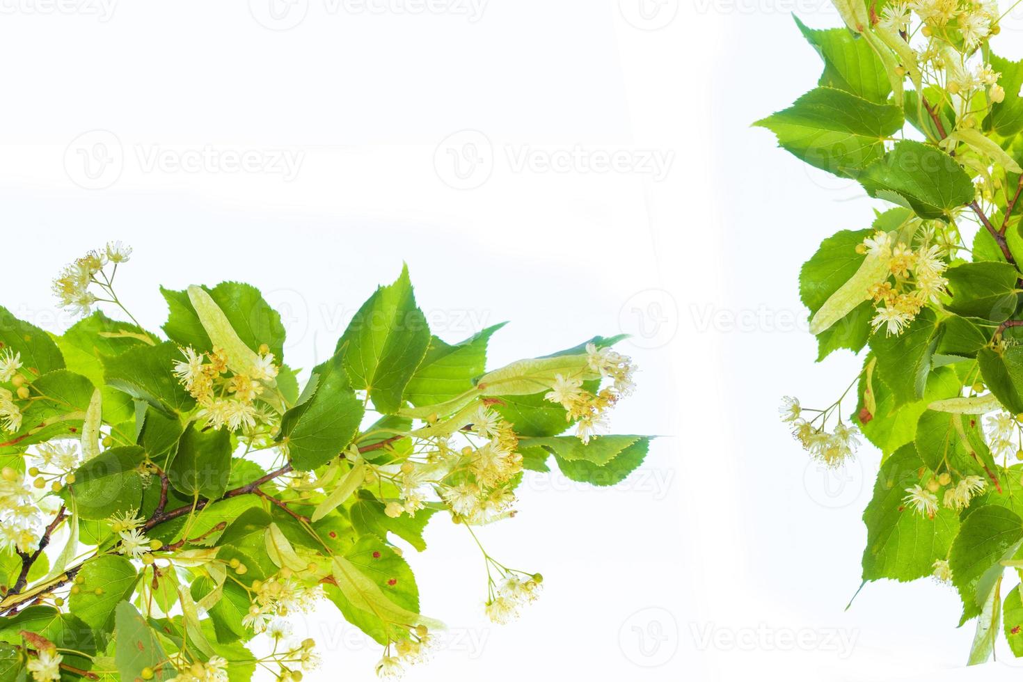 Fresh flowers and leaves of linden isolated on white background photo