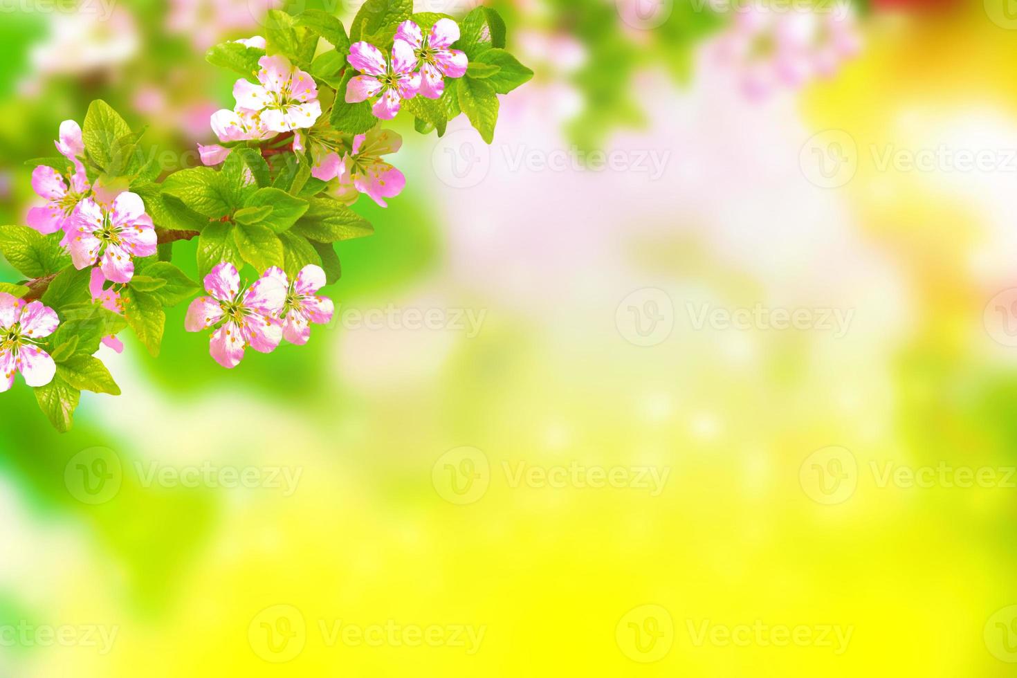 Blossoming branch apple. Bright colorful spring flowers photo