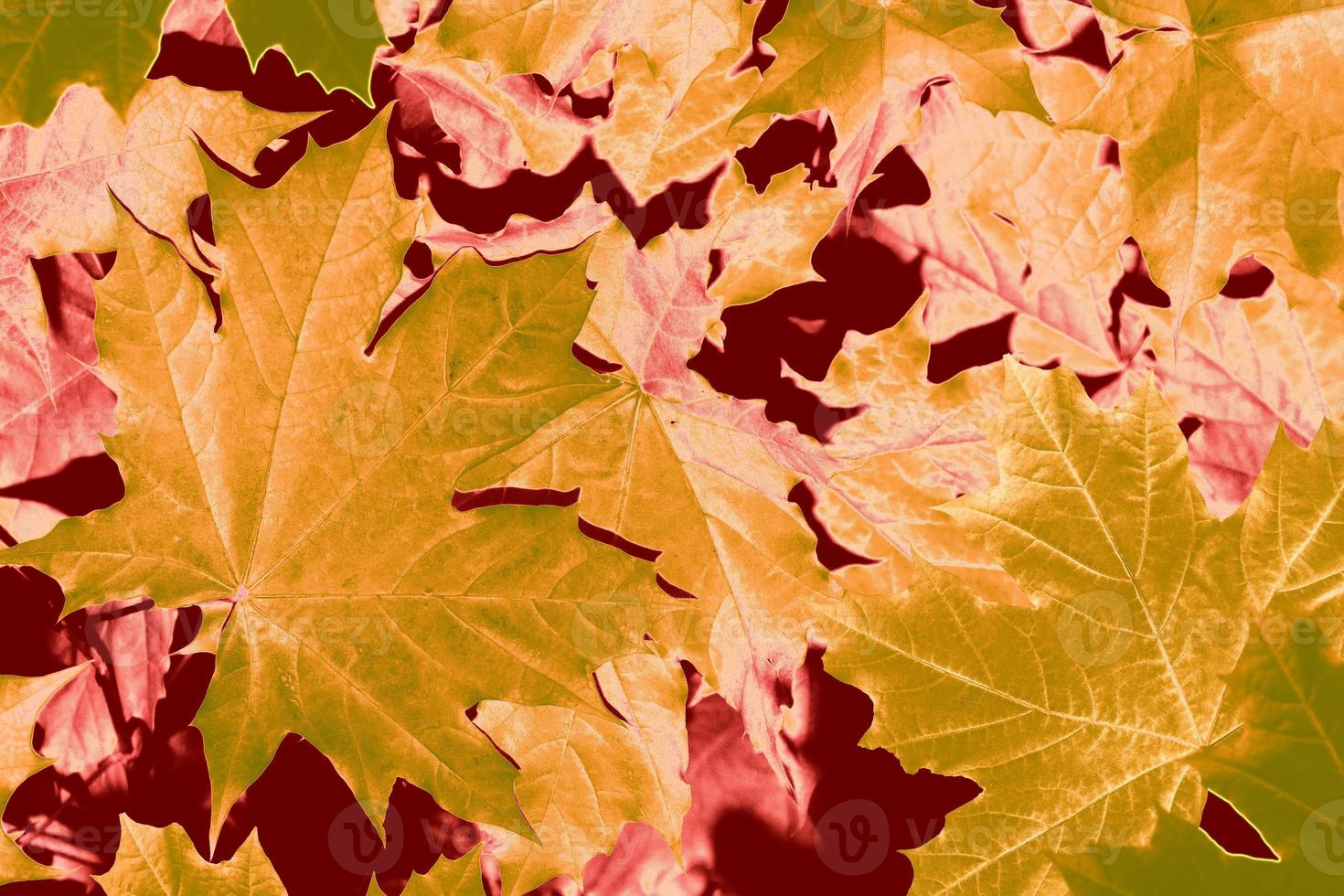 autumn landscape with bright colorful foliage. Indian summer. photo