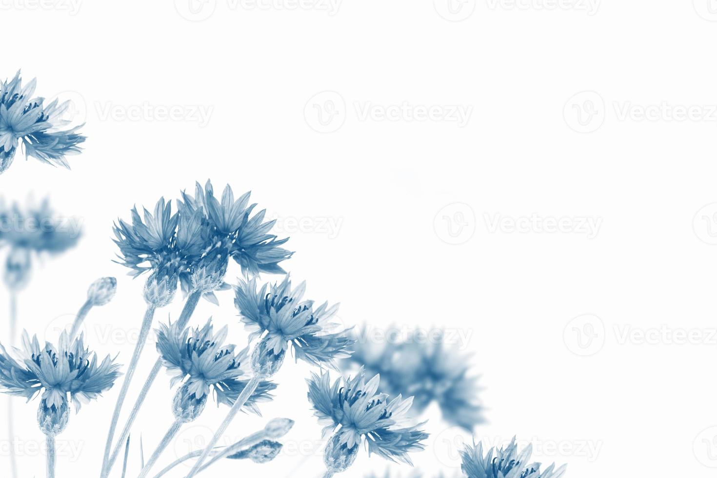 Wild flower cornflower. Beautiful wildflowers. photo