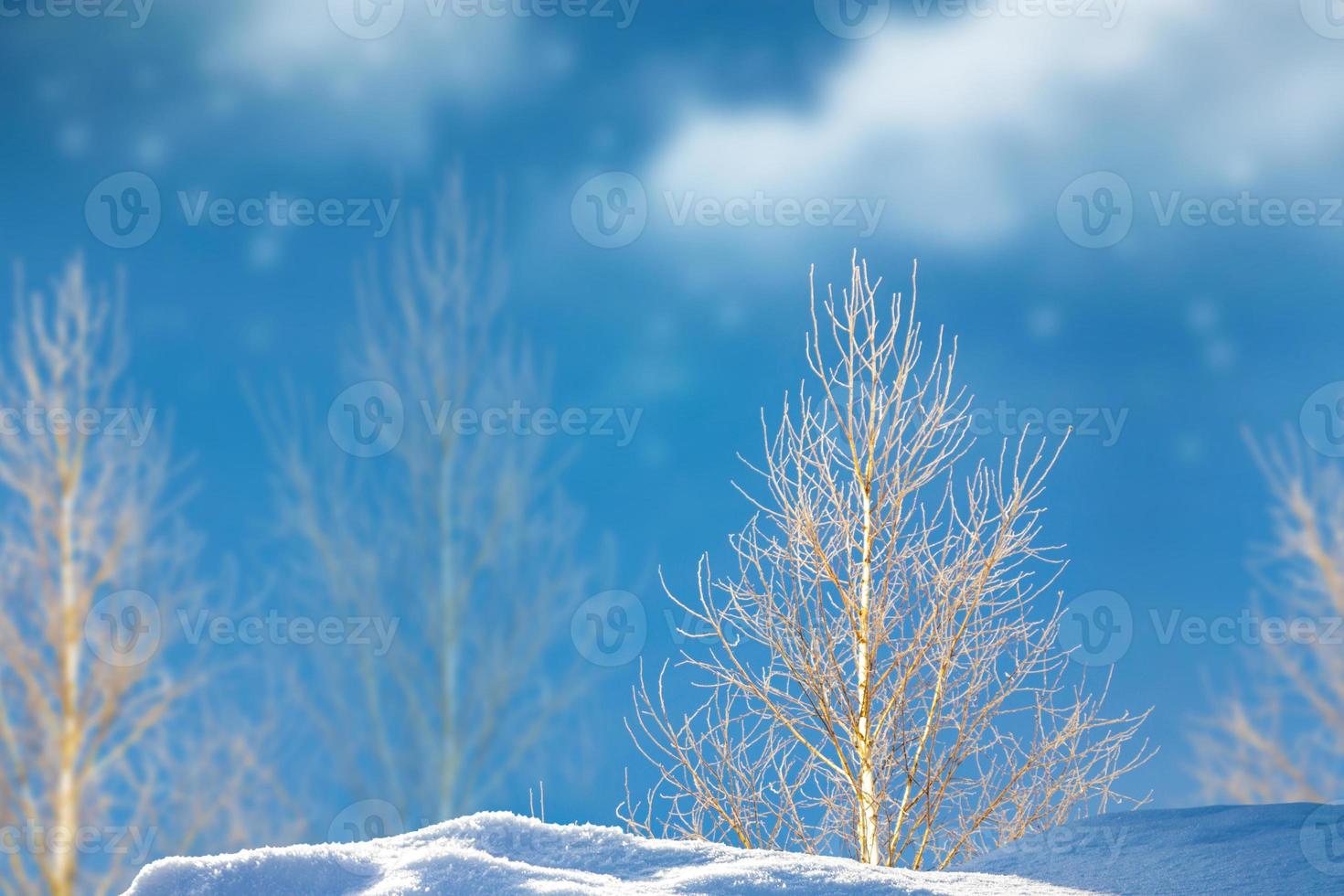Frozen winter forest with snow covered trees. photo