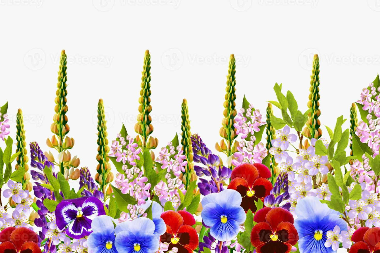 fondo floral natural de flores vibrantes. aislado sobre fondo blanco. capullo de flores silvestres de verano. flor silvestre violeta. 8960890 Foto de stock en Vecteezy fondo floral natural de flores vibrantes. aislado sobre fondo blanco. capullo de flores silvestres de verano. flor silvestre violeta. 8960890 Foto de stock en Vecteezy