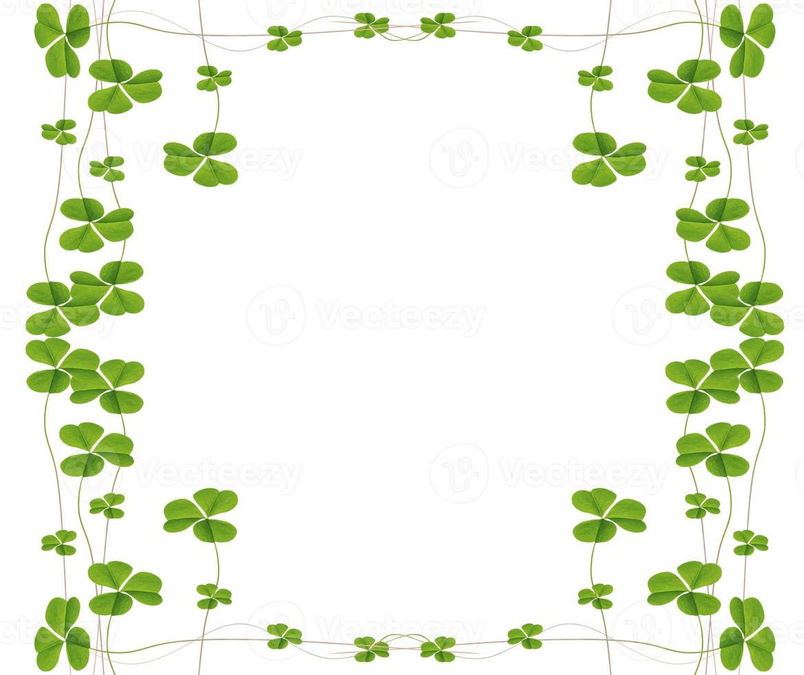 green clover leaves isolated on white background. St.Patrick 's Day photo