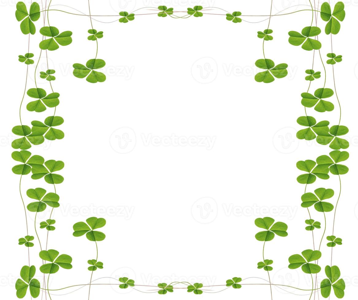 green clover leaves isolated on white background. St.Patrick 's Day photo