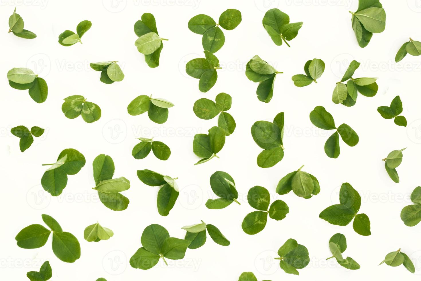 green clover leaves isolated on white background. St.Patrick 's Day photo