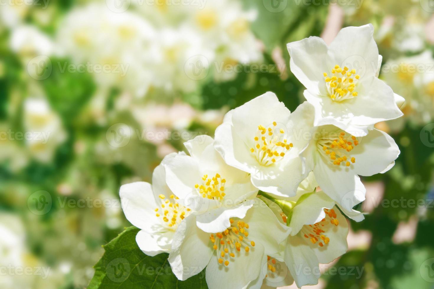 White jasmine The branch delicate spring flowers photo