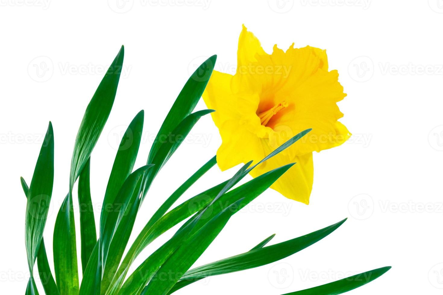 spring flowers narcissus isolated on white background photo