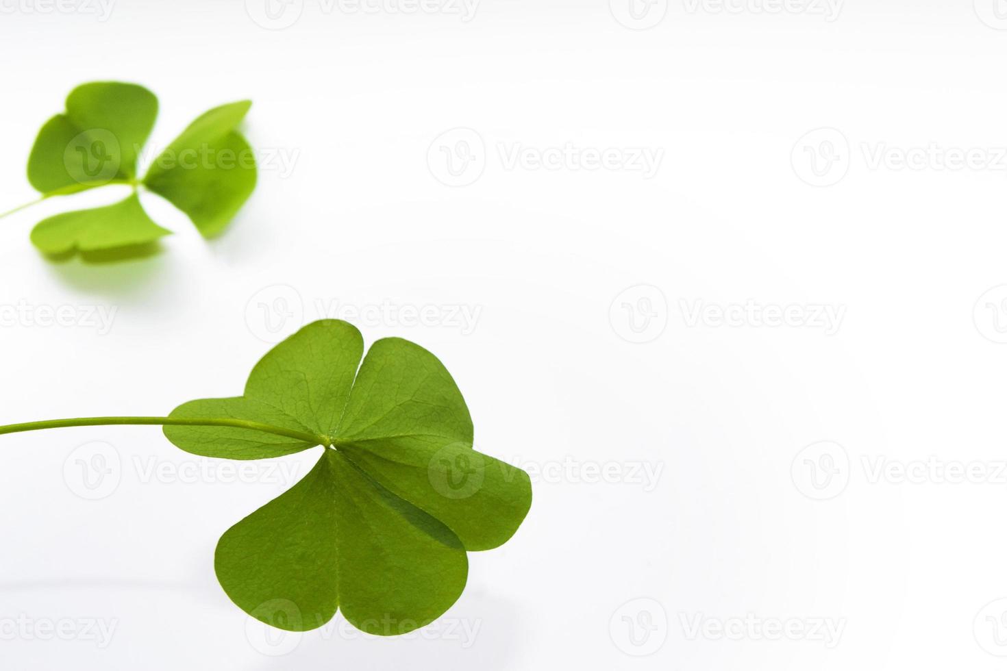 green clover leaves isolated on white background. St.Patrick 's Day photo