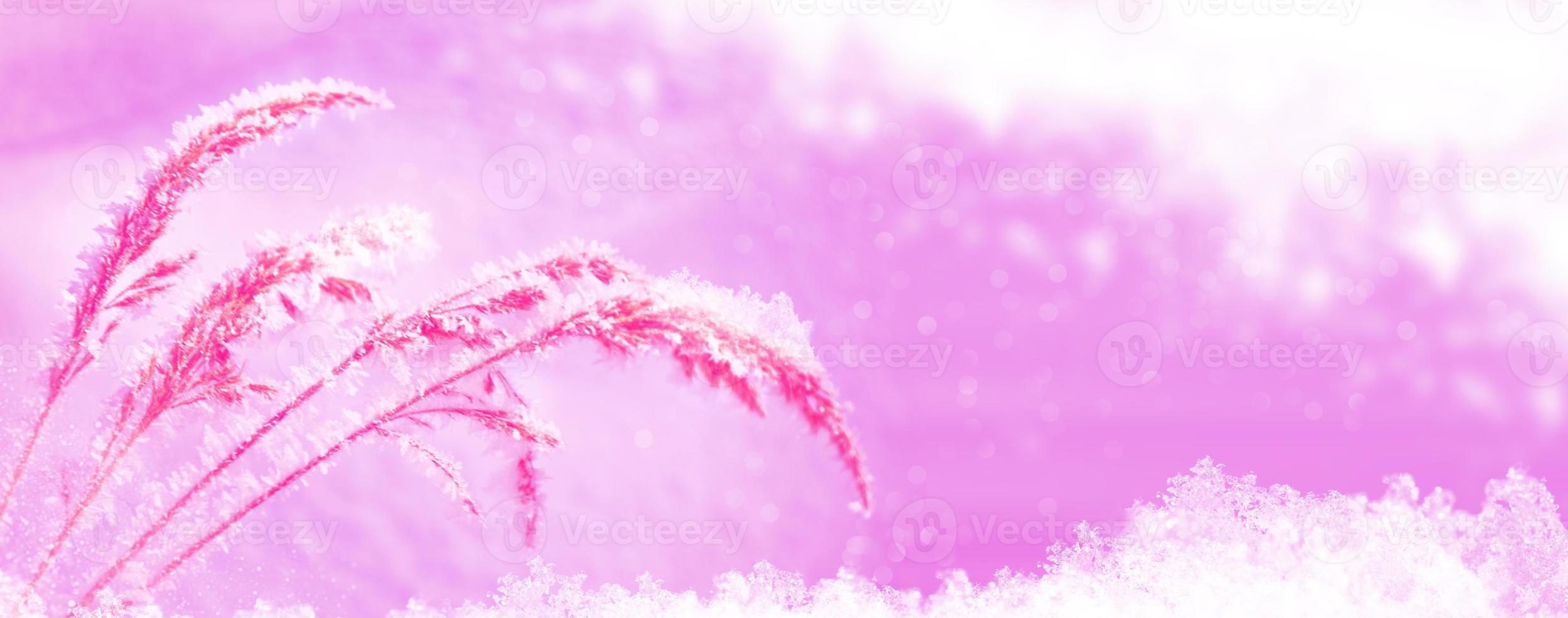 Blurred frozen grass. Winter abstract background. Landscape. photo