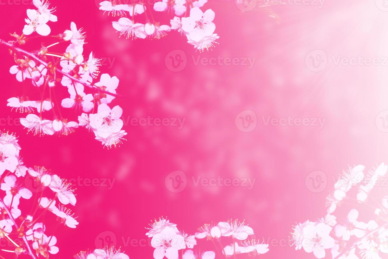 coloridas flores de primavera. cereza de rama floreciente. naturaleza foto