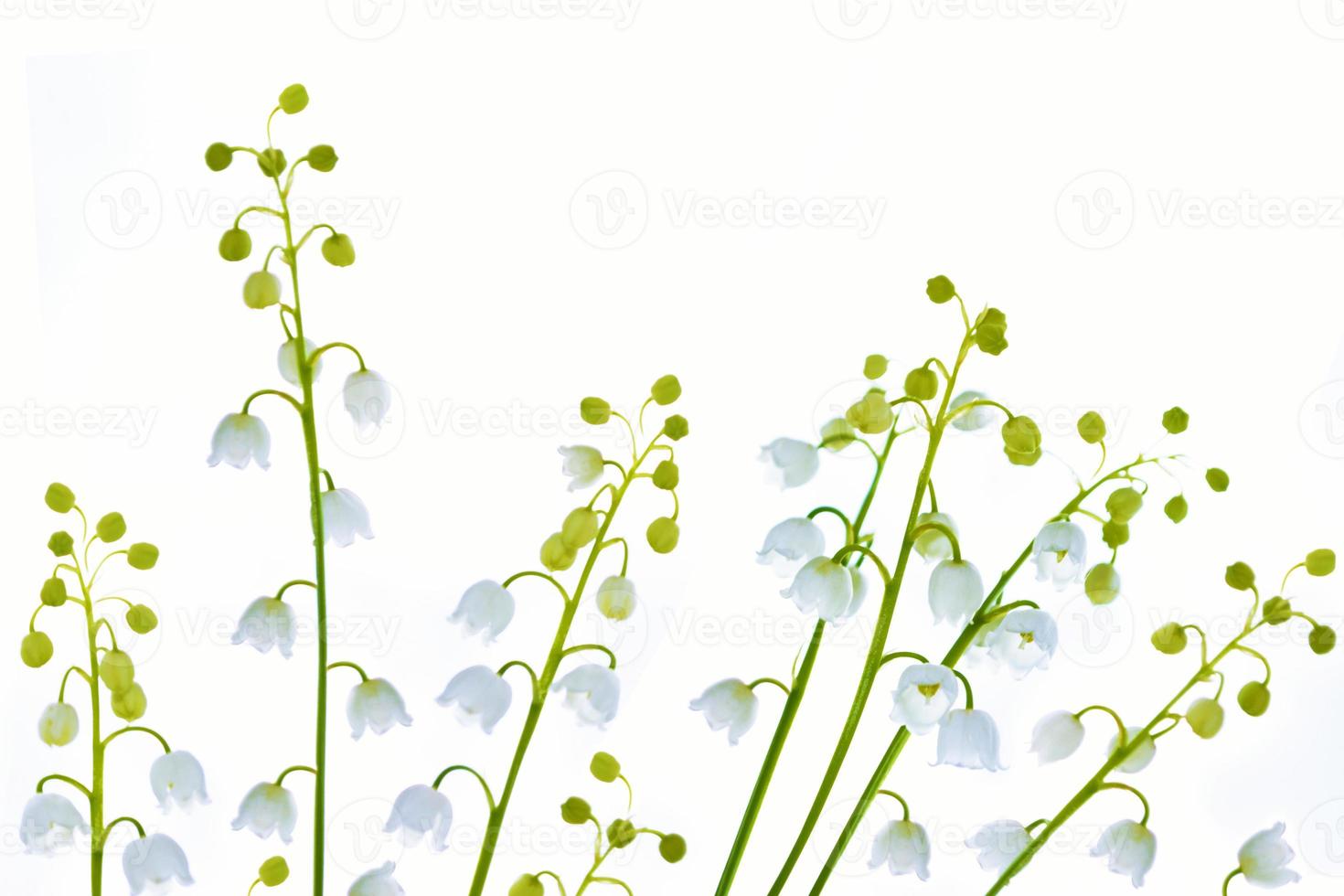 Lily of the valley flower on white background. photo
