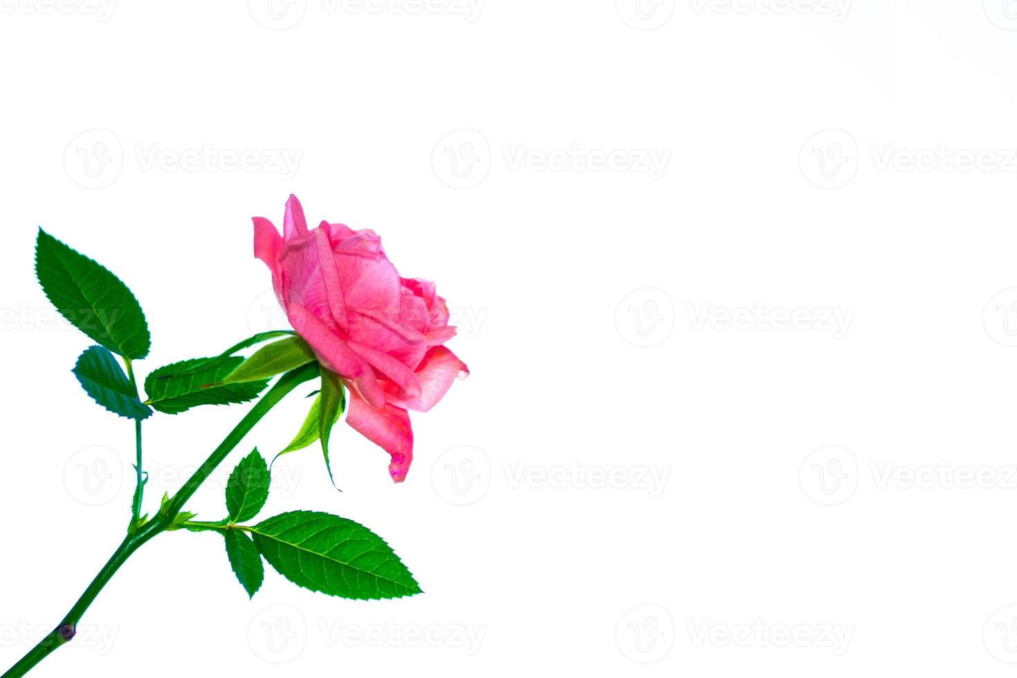 Flower bud roses on a white background photo