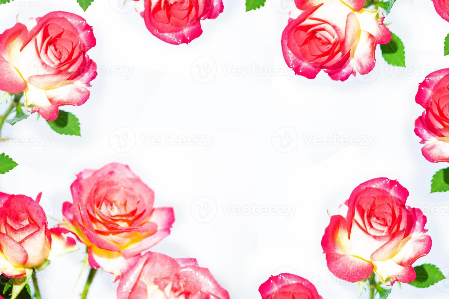 Flower bud roses on a white background photo