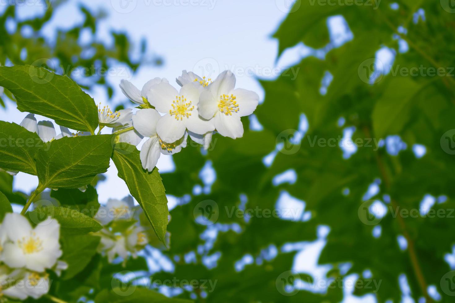 White jasmine The branch delicate spring flowers photo