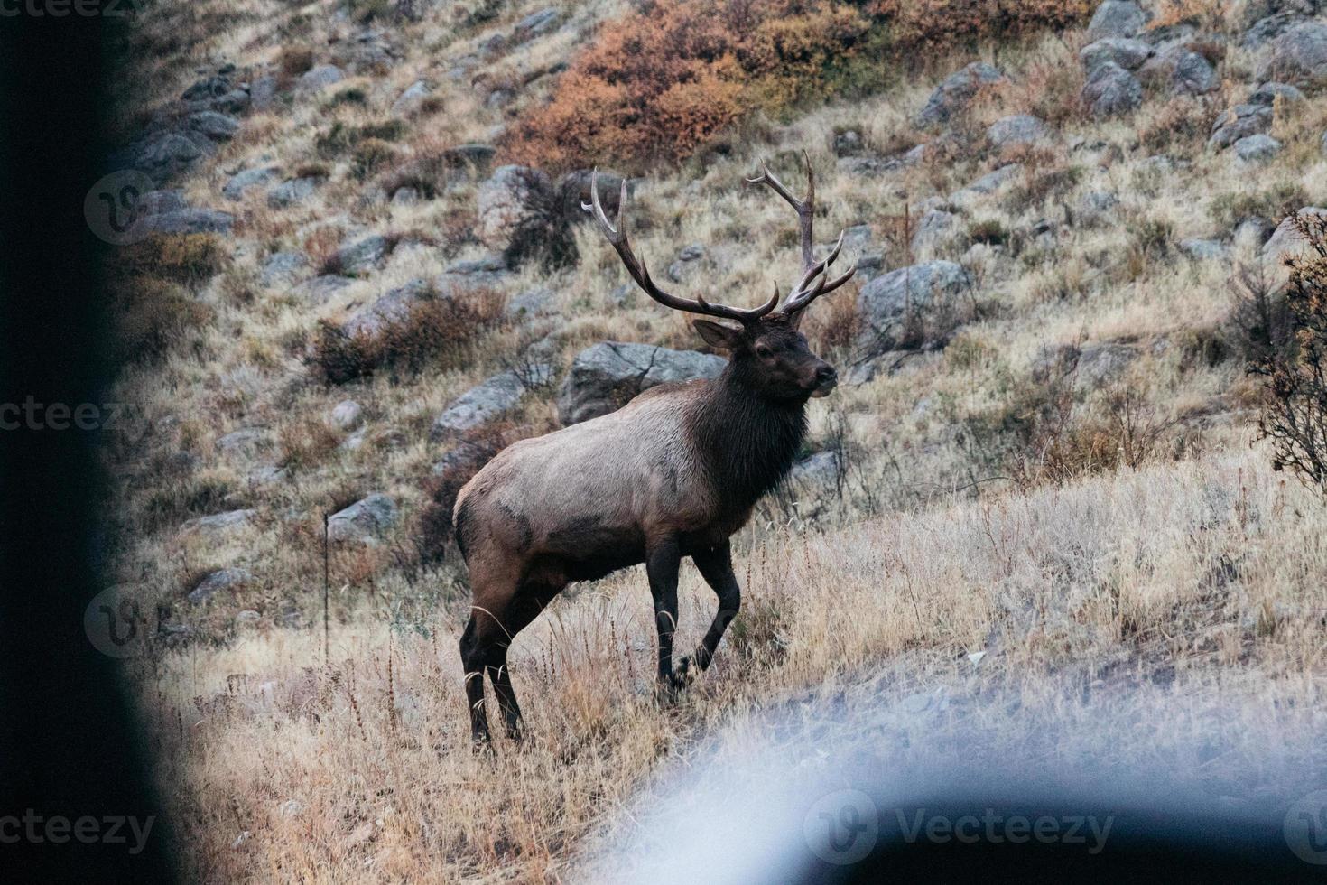 View of a deer photo