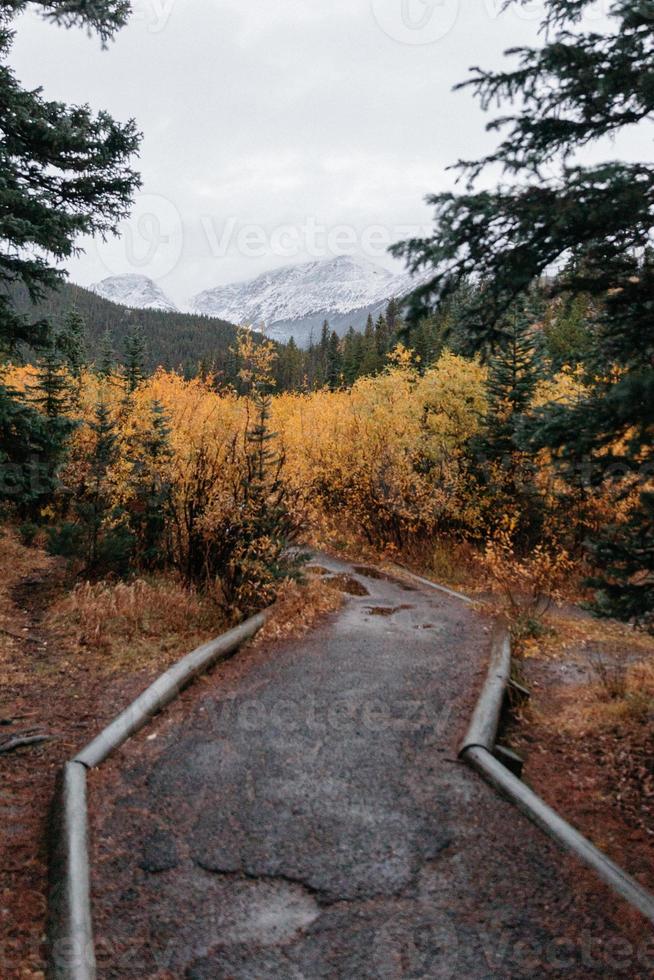 Path in the forest photo