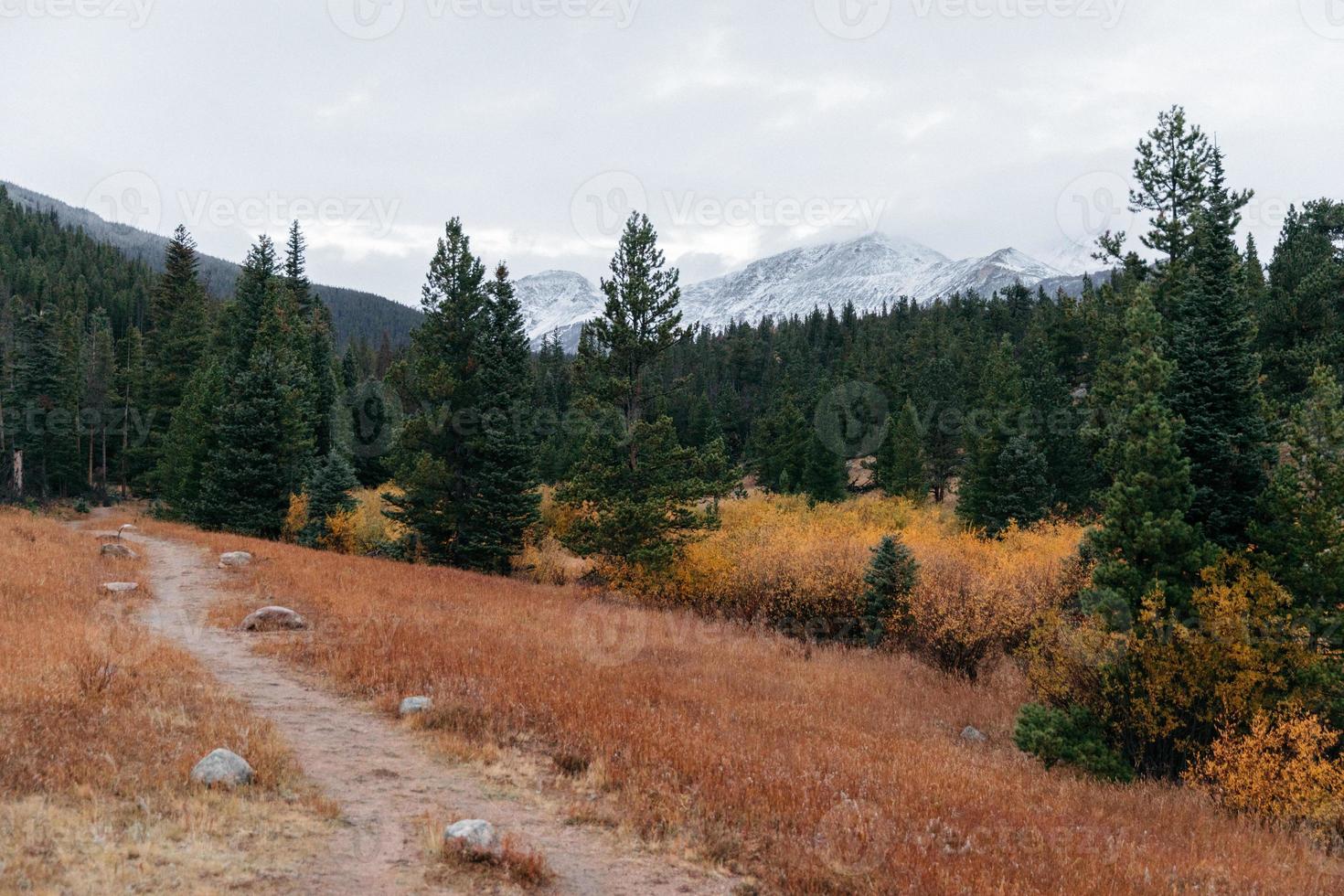 Forest with red rock formations photo