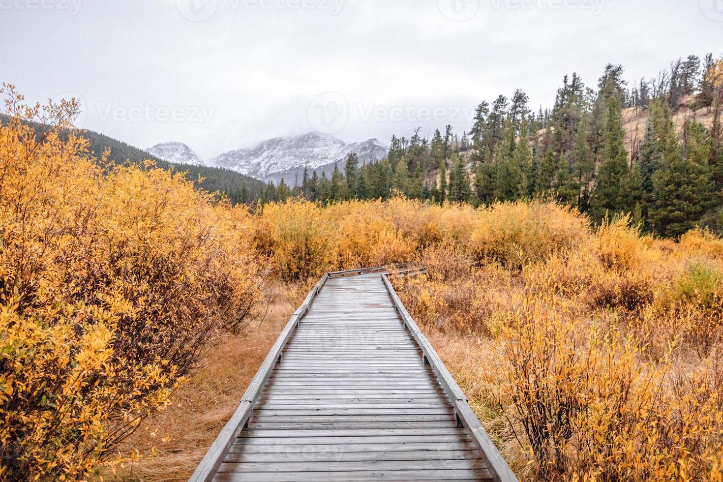 Path in the woods photo