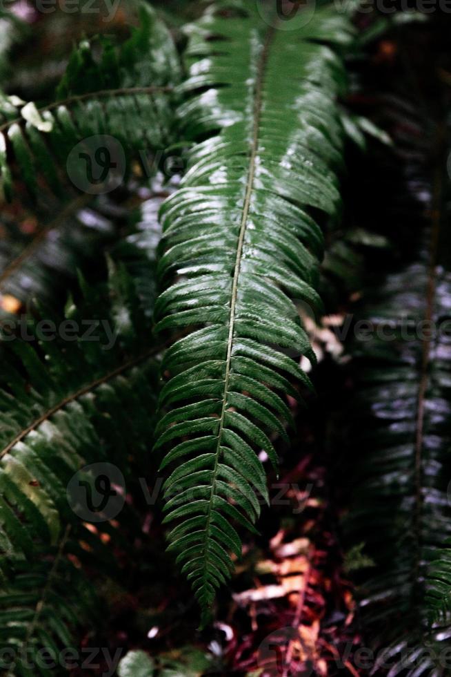 hoja de helecho verde foto