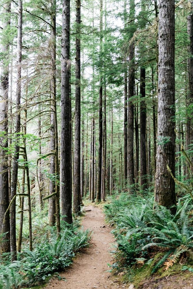 Path in a forest photo