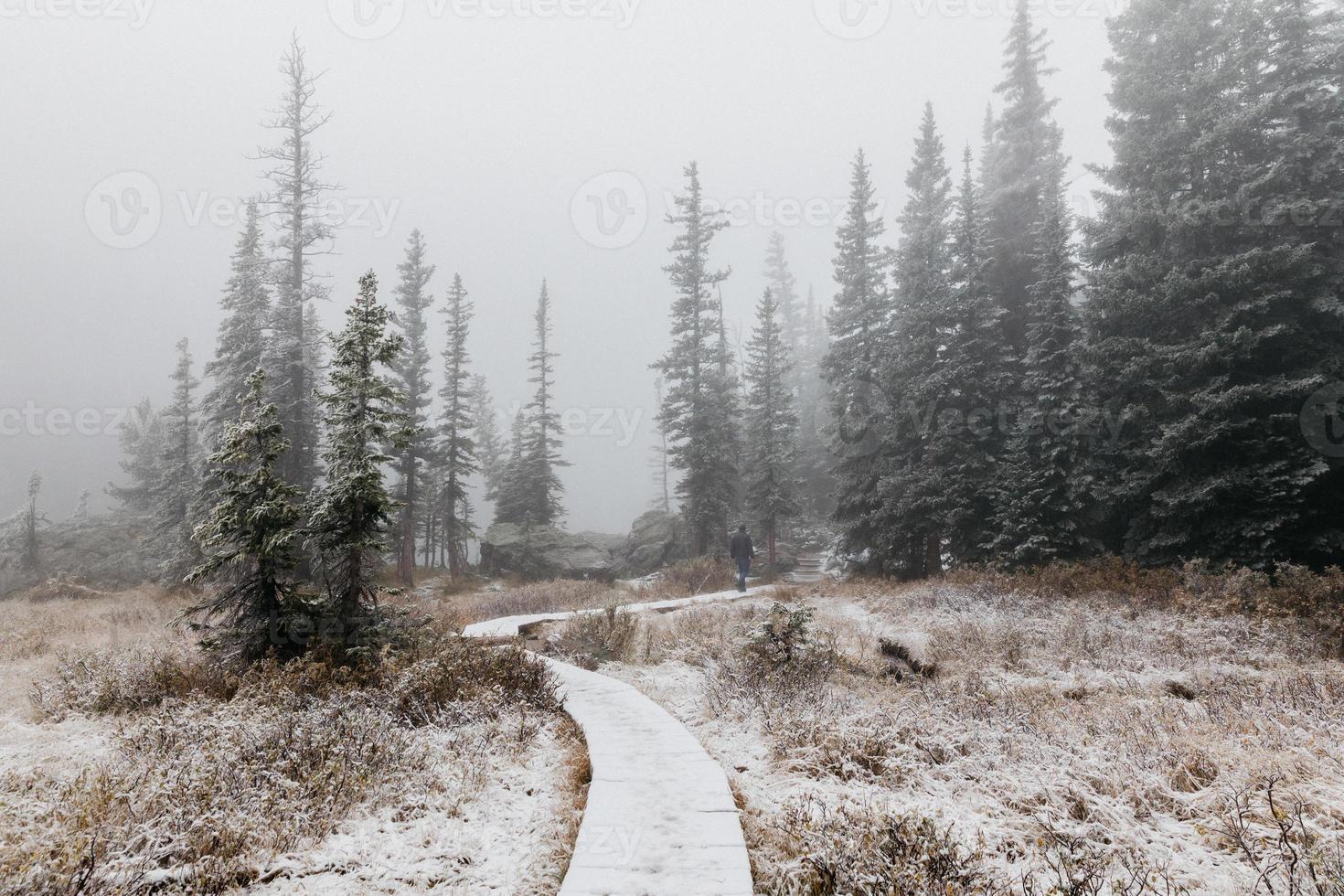 Foggy woods with snow photo