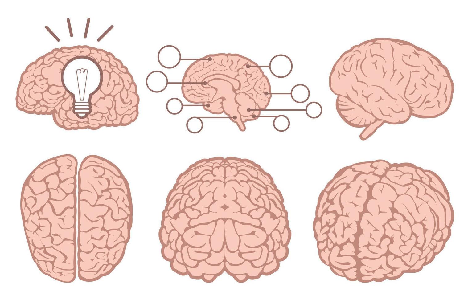 conjunto plano del cerebro humano vector