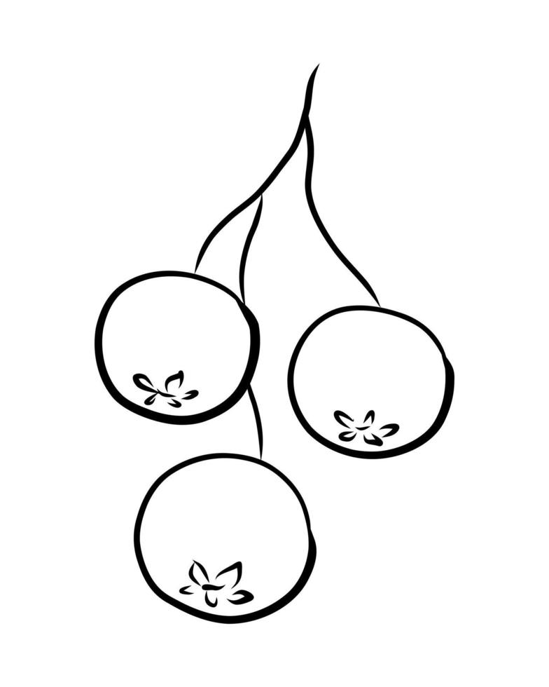 VECTOR LINEAR DRAWING OF BLUEBERRIES ON A WHITE BACKGROUND