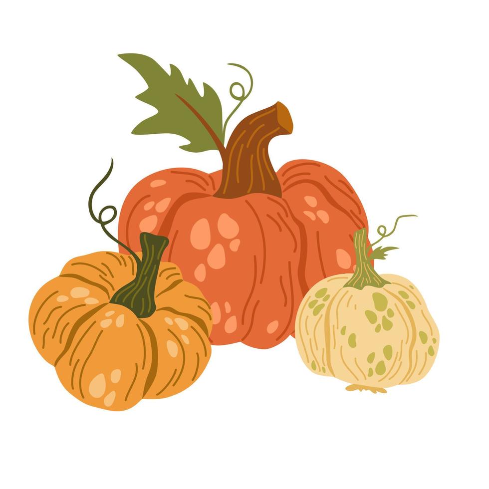 Pumpkins. Autumn composition with pumpkins. Fresh vegetables. Harvesting. Invitation to the Thanksgiving of the autumn season. Vector flat cartoon illustration isolated on the white background.
