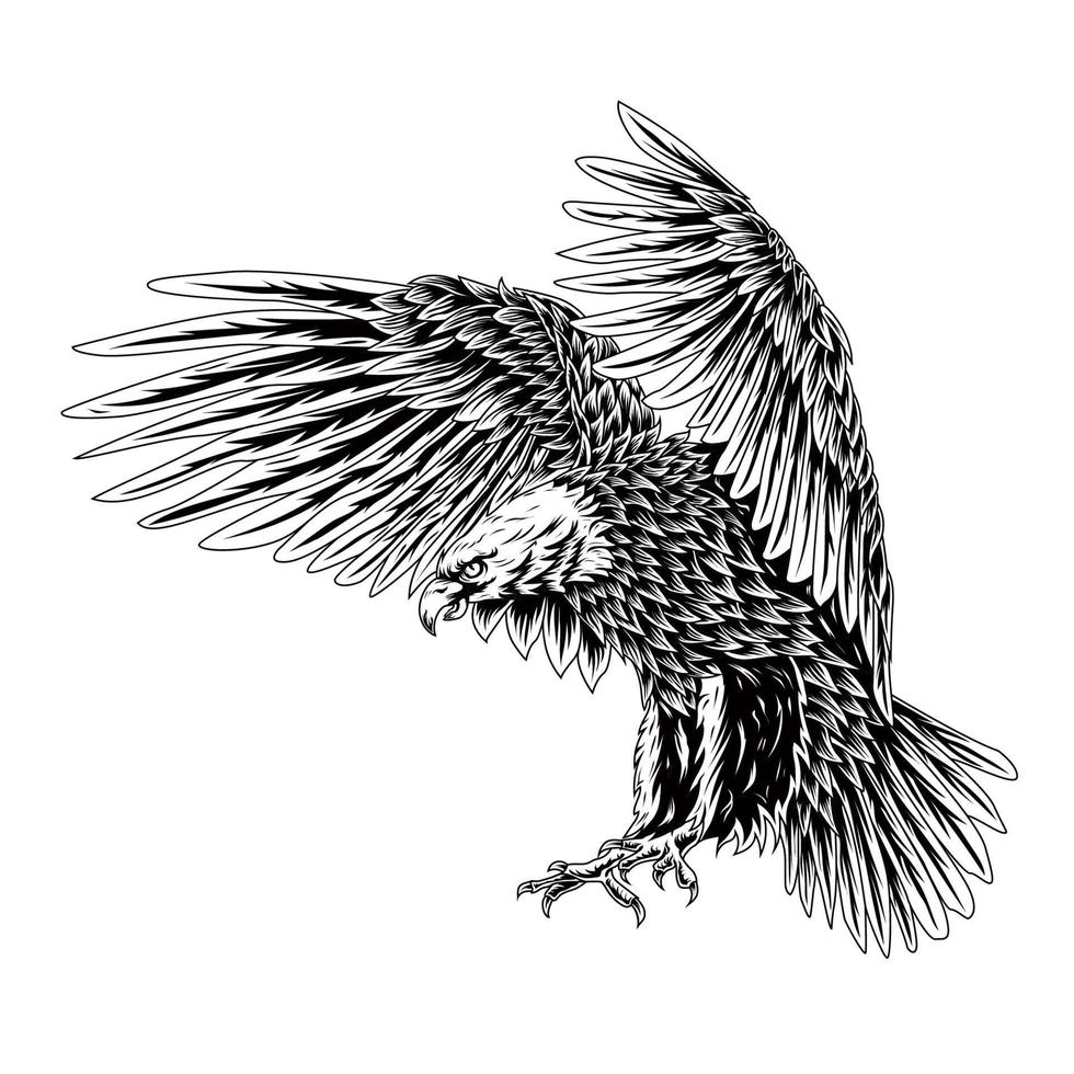 Bald eagle flying swoop line art draw black color on white background
