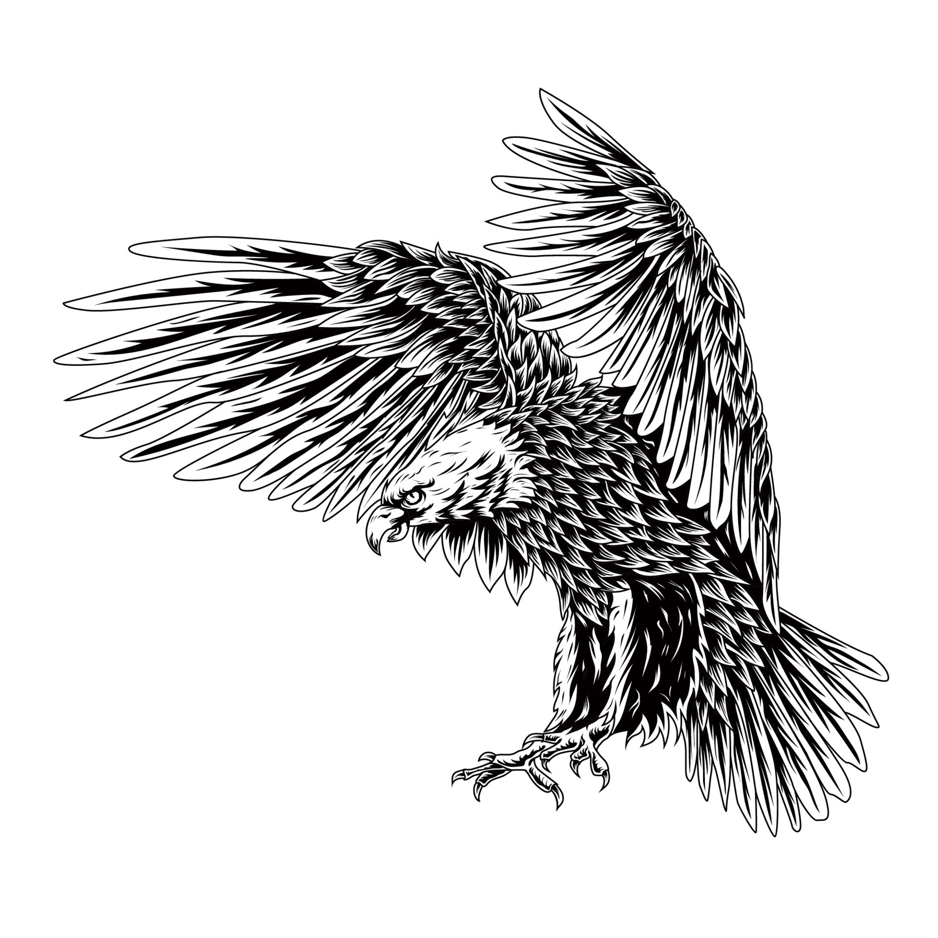 Discover 73+ realistic eagle sketch - in.eteachers