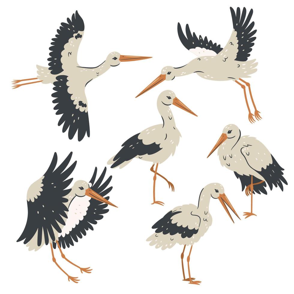 Set of storks isolated on white background. Vector graphics.