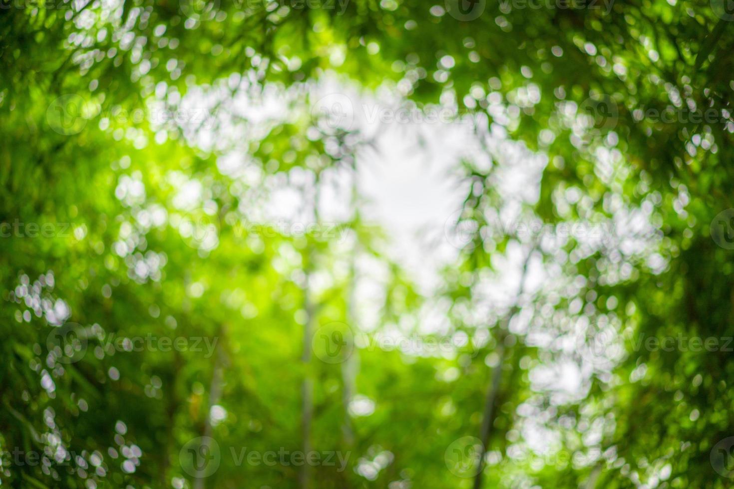 blurry a lot of bamboo tree branches and leaves with beautiful bokeh for any nature green background. photo