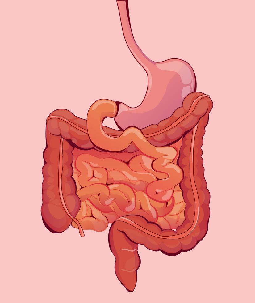 digestive system isolated on flat background vector