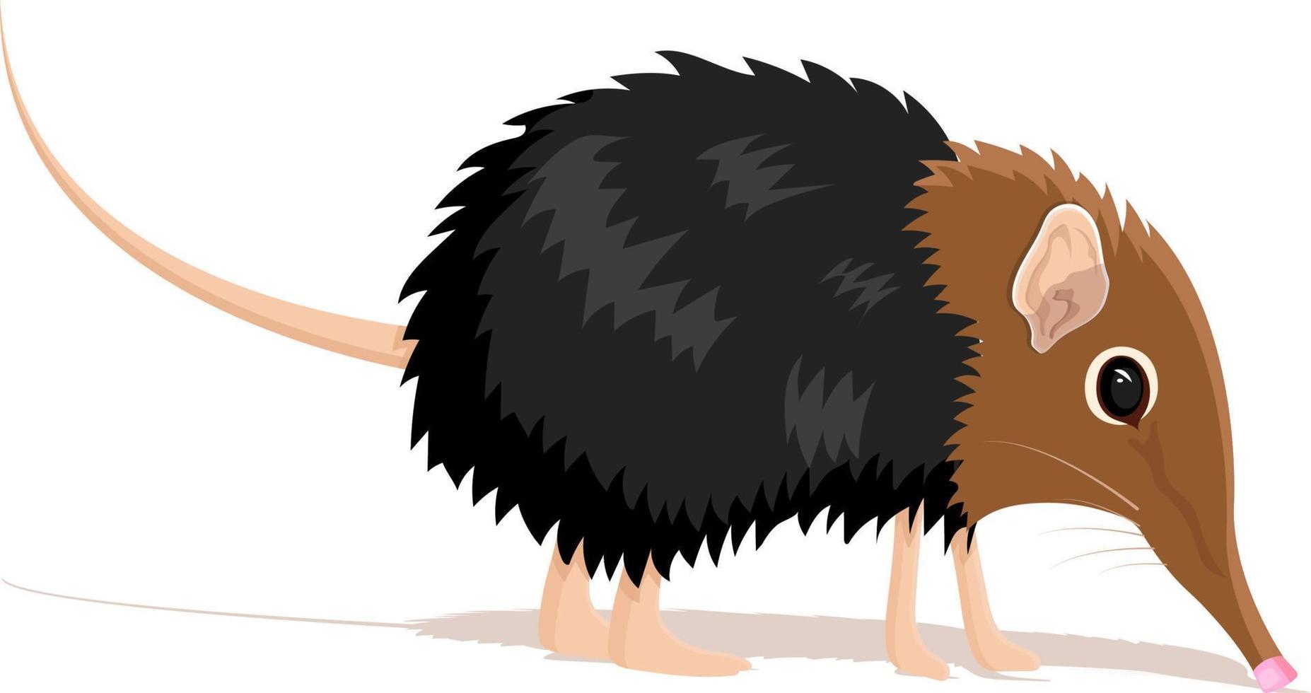 elephant shrew isolated on white background 8975810 Vector Art at Vecteezy elephant shrew isolated on white background 8975810 Vector Art at Vecteezy