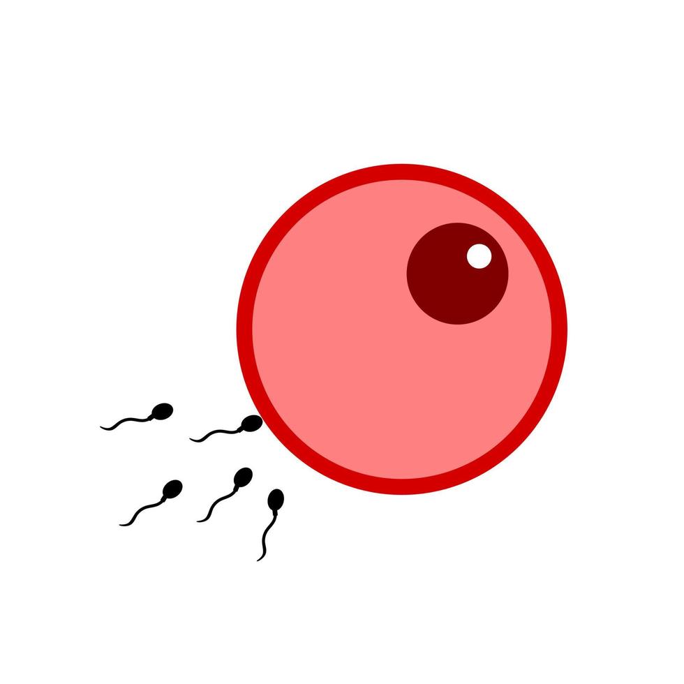 Fertilization of ovum vector